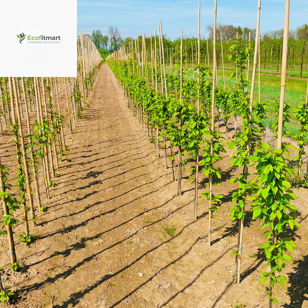 Premium 20-Pack 2FT Bamboo Garden Canes - Durable Plant Support Sticks (6-8MM)