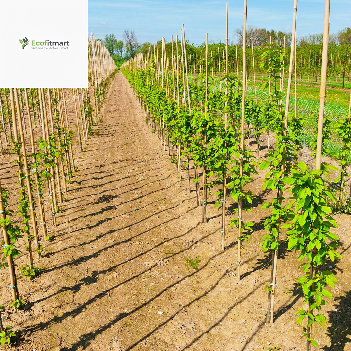 Premium 20-Pack 2FT Bamboo Garden Canes - Durable Plant Support Sticks (6-8MM)